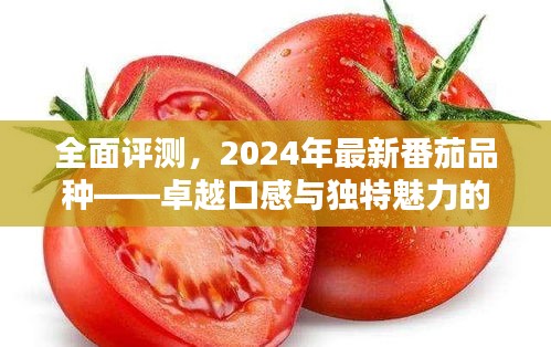 2024年最新番茄品种全面评测，卓越口感与独特魅力的完美融合