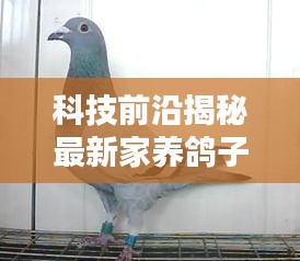 科技揭秘，智能养鸽新纪元——家养鸽子视频神器与智能互动体验新篇章开启！