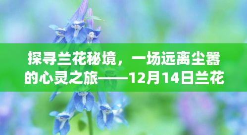 探寻兰花秘境，心灵之旅与最新兰花价格揭秘（12月14日）