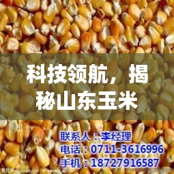 智能时代下的山东玉米行情揭秘与价格动态展示