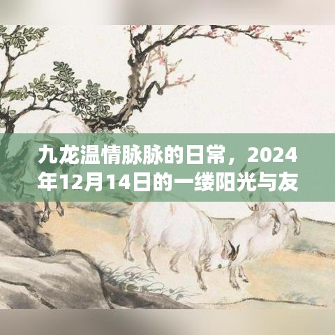 九龙温情脉脉，阳光下的友情交织故事，2024年12月14日记录