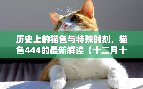 猫色揭秘，历史上的变迁与特殊时刻的解读（十二月十四日特别篇）