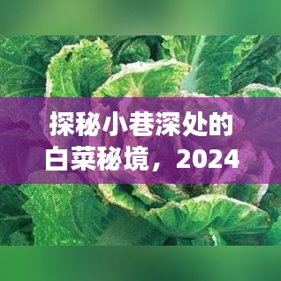 探秘小巷深处的白菜秘境，大白菜最新版特色小店之旅（2024年12月18日）