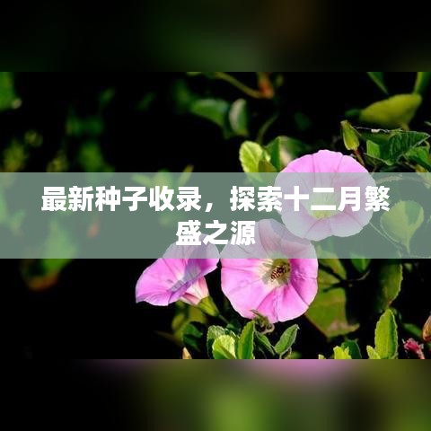 最新种子收录，探索十二月繁盛之秘