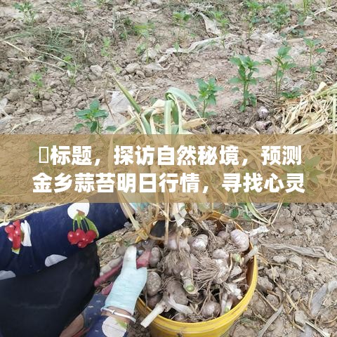 探访自然秘境，探寻心灵净土，预测金乡蒜苔明日行情之旅