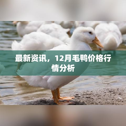 最新资讯，毛鸭市场12月价格行情深度解析