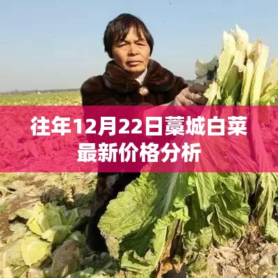 藁城白菜最新价格分析，历年12月22日行情概览