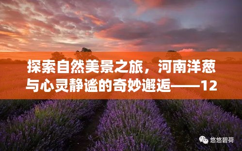 河南自然美景之旅，探寻心灵静谧与洋葱的奇妙邂逅——最新洋葱价格行情揭秘