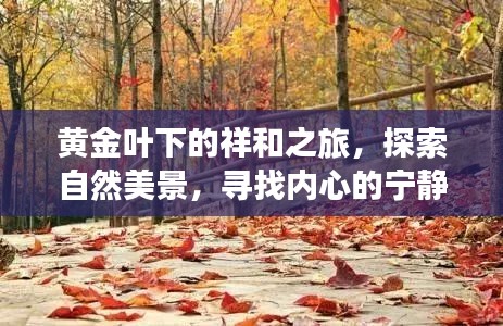 黄金叶下的宁静之旅，自然美景与内心宁静的探寻