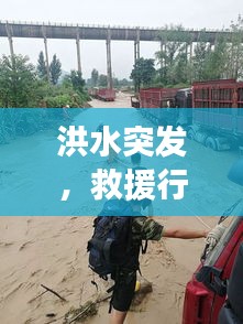 洪水突发，救援行动紧急展开，生命至上，被困牛群获救之路