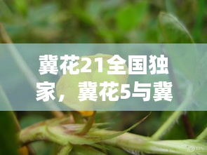 冀花21全国独家，冀花5与冀花16花生的区别 