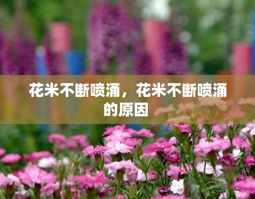 花米不断喷涌，花米不断喷涌的原因 