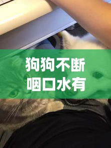 狗狗不断咽口水有声音吗，狗狗总是咽口水有声音 