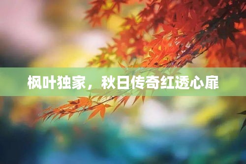 枫叶独家，秋日传奇红透心扉