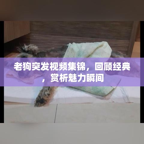 老狗突发视频集锦，回顾经典，赏析魅力瞬间