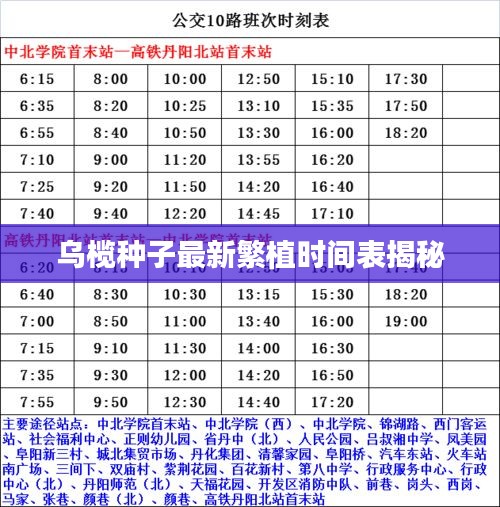 乌榄种子最新繁植时间表揭秘