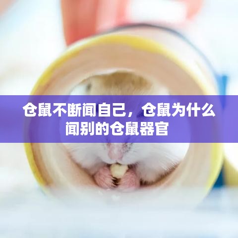 仓鼠不断闻自己，仓鼠为什么闻别的仓鼠器官 