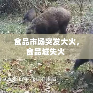 食品市场突发大火，食品城失火 