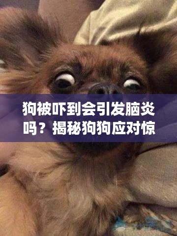 狗被吓到会引发脑炎吗？揭秘狗狗应对惊吓的真相