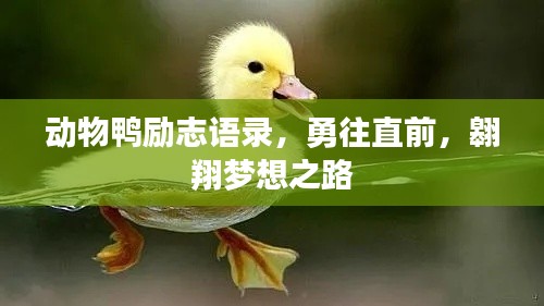 动物鸭励志语录，勇往直前，翱翔梦想之路