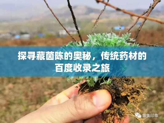 探寻藏茵陈的奥秘，传统药材的百度收录之旅