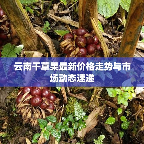 云南干草果最新价格走势与市场动态速递