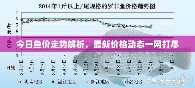 今日鱼价走势解析，最新价格动态一网打尽