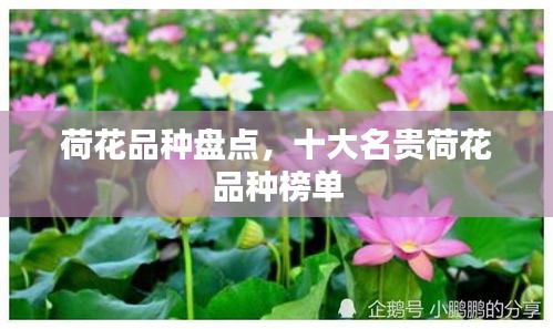 荷花品种盘点，十大名贵荷花品种榜单