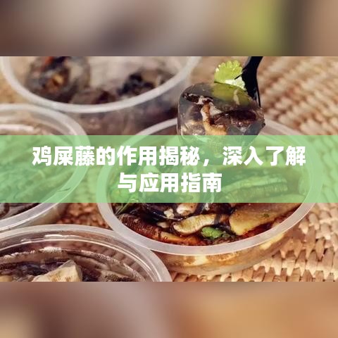 鸡屎藤的作用揭秘，深入了解与应用指南