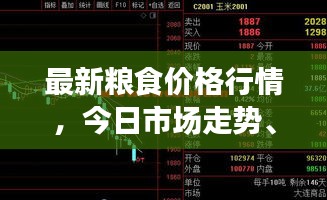 最新粮食价格行情，今日市场走势、影响因素及未来趋势分析