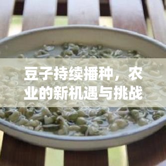 豆子持续播种，农业的新机遇与挑战探索