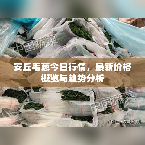 安丘毛葱今日行情，最新价格概览与趋势分析