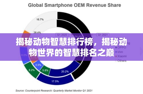 揭秘动物智慧排行榜，揭秘动物世界的智慧排名之巅