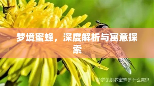 梦境蜜蜂，深度解析与寓意探索