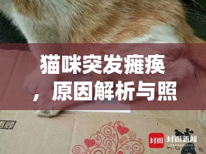 猫咪突发瘫痪，原因解析与照顾指南