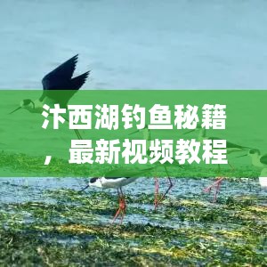 汴西湖钓鱼秘籍，最新视频教程，轻松掌握钓鱼技巧