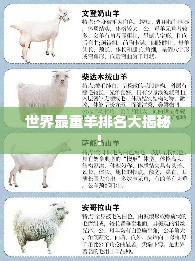 世界最重羊排名大揭秘！
