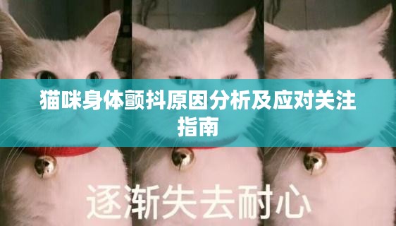 猫咪身体颤抖原因分析及应对关注指南
