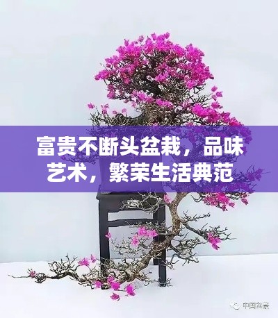 富贵不断头盆栽，品味艺术，繁荣生活典范