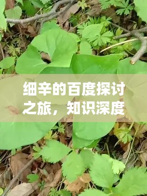 细辛的百度探讨之旅，知识深度与广度解析