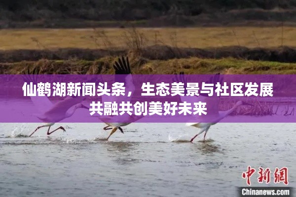 仙鹤湖新闻头条，生态美景与社区发展共融共创美好未来