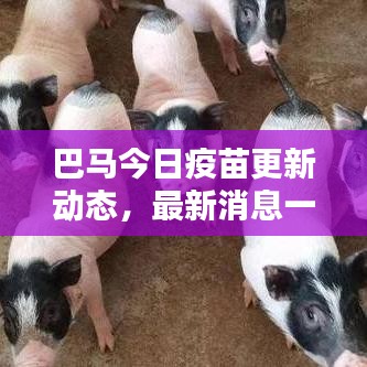 巴马今日疫苗更新动态，最新消息一网打尽！