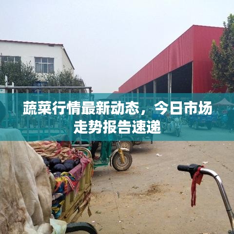 蔬菜行情最新动态，今日市场走势报告速递