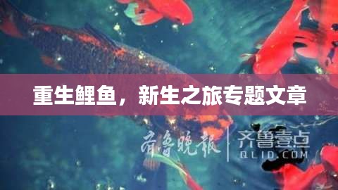 重生鲤鱼，新生之旅专题文章